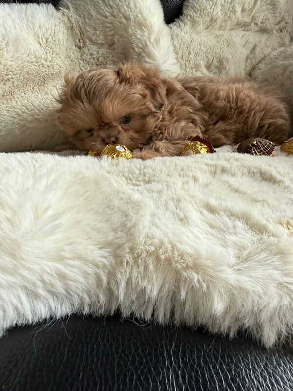 Shih Tzu puppies for sale in Bootle, Merseyside – 9 weeks old - Image 2 of 3
