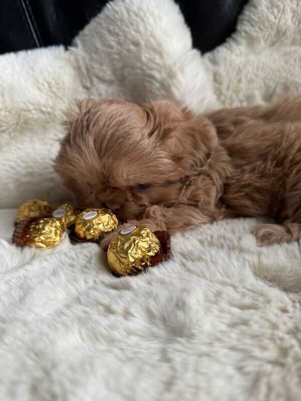 Shih Tzu puppies for sale in Bootle, Merseyside – 9 weeks old - Image 3 of 3
