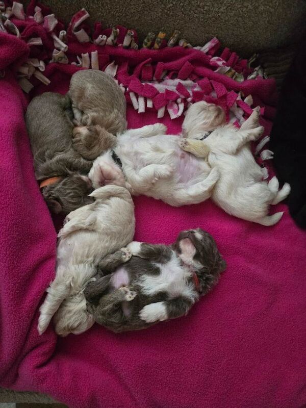 Shih Tzu Puppies For Sale