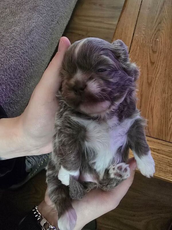 Stunning imperial shih tzu puppies - Image 2 of 3
