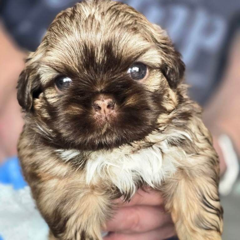Stunning Imperial Shihtzu
