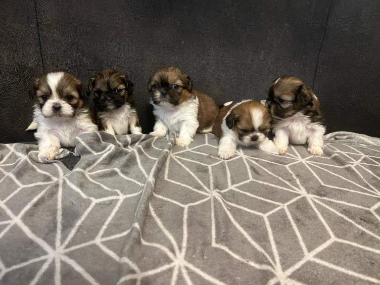 Shih Tzu puppies for sale in Ormeau Road, Belfast – 4 weeks old