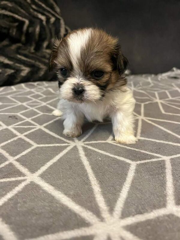 Shih Tzu puppies for sale in Ormeau Road, Belfast – 4 weeks old - Image 2 of 6