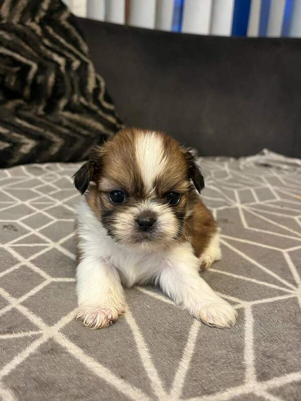 Shih Tzu puppies for sale in Ormeau Road, Belfast – 4 weeks old - Image 3 of 6