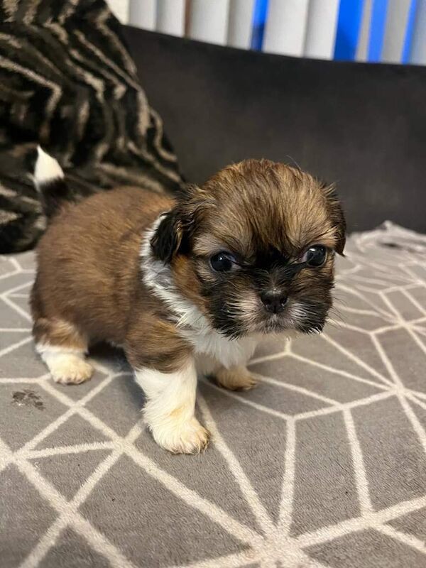 Shih Tzu puppies for sale in Ormeau Road, Belfast – 4 weeks old - Image 4 of 6