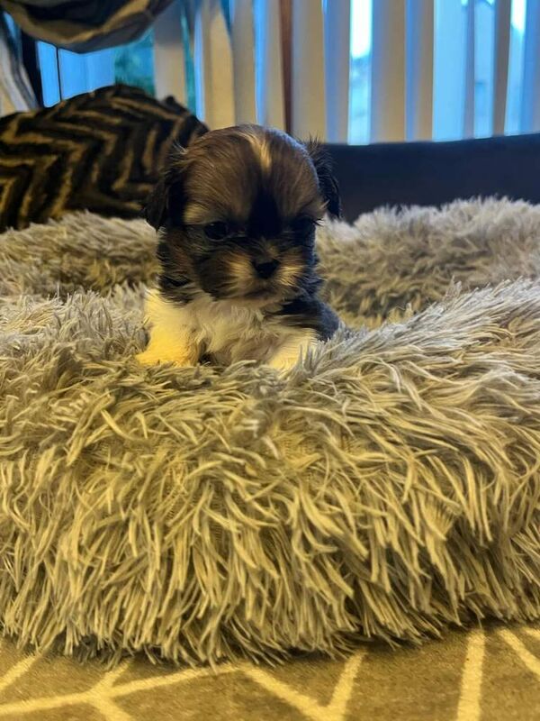 Shih Tzu puppies for sale in Ormeau Road, Belfast – 4 weeks old - Image 6 of 6