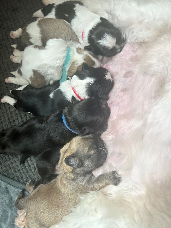 Shih Tzu puppies for sale in Newry, County Armagh – KC registered, 1 week old