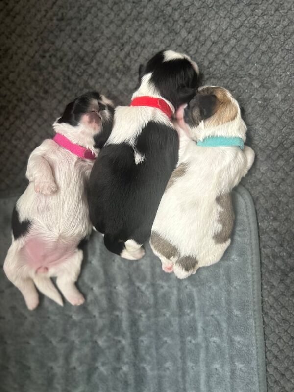 Shih Tzu puppies for sale in Newry, County Armagh – KC registered, 2 weeks old - Image 2 of 3