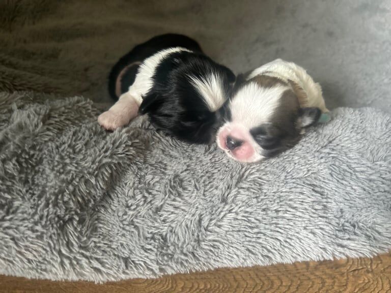 Shih Tzu puppies for sale in Newry, County Armagh – KC registered, 2 weeks old - Image 3 of 3