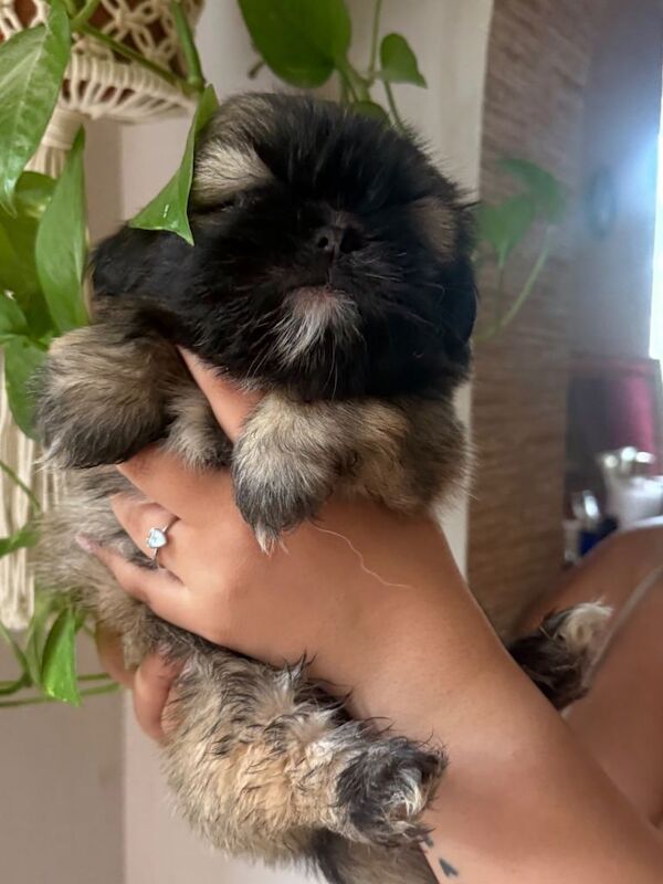 Stunning Shih Tzu Puppies Looking for Homes