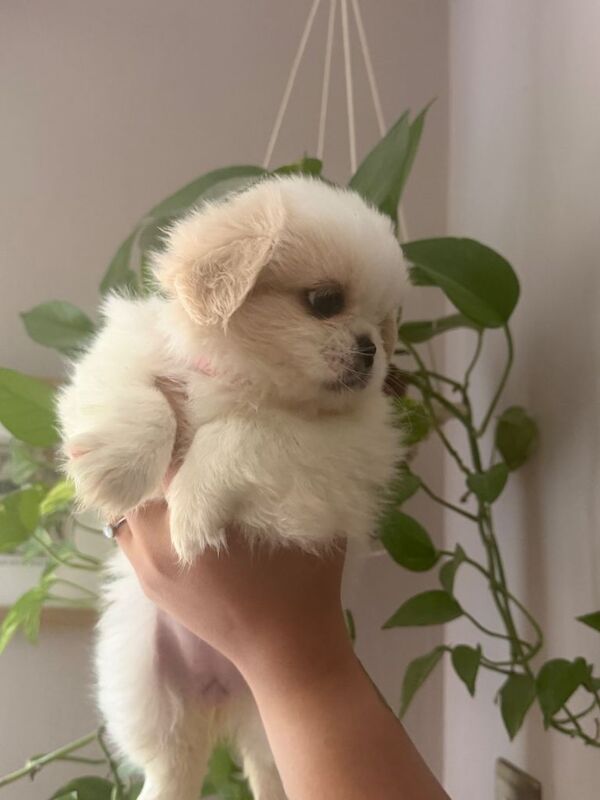 Stunning Shih Tzu Puppies Looking for Homes - Image 2 of 4