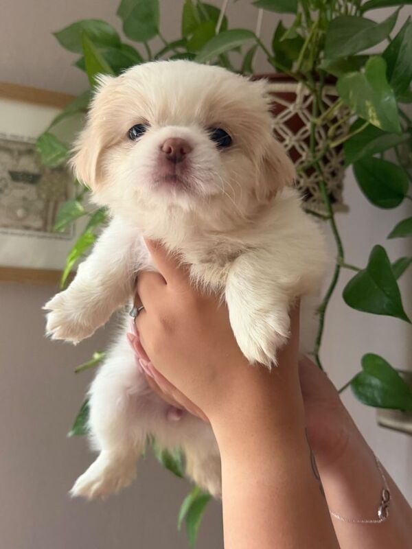 Stunning Shih Tzu Puppies Looking for Homes - Image 3 of 4