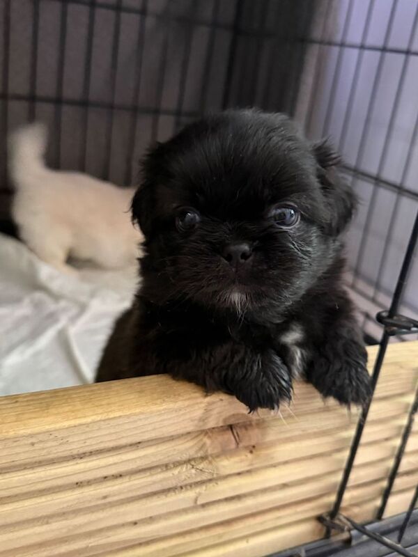 Stunning Shih Tzu Puppies Looking for Homes - Image 4 of 4