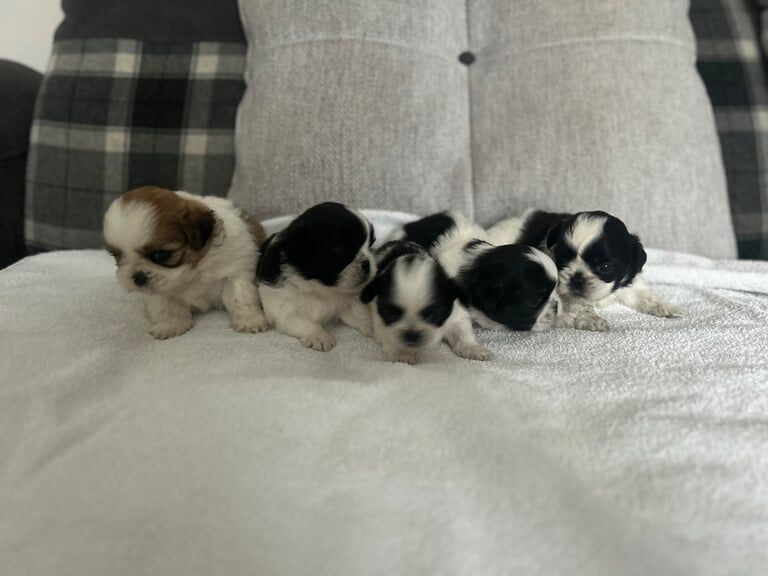 Shih Tzu puppies for sale in North Shields, Tyne and Wear – 4 weeks old