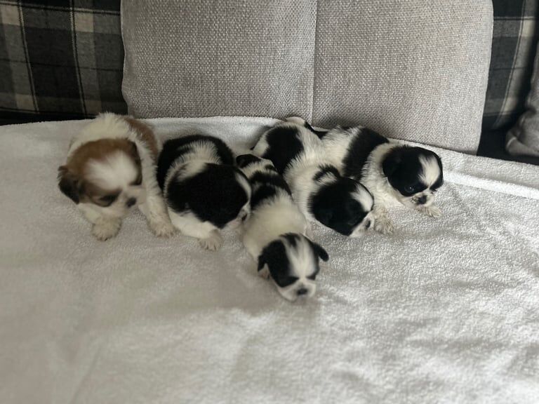 Shih Tzu puppies for sale in North Shields, Tyne and Wear – 4 weeks old - Image 2 of 3