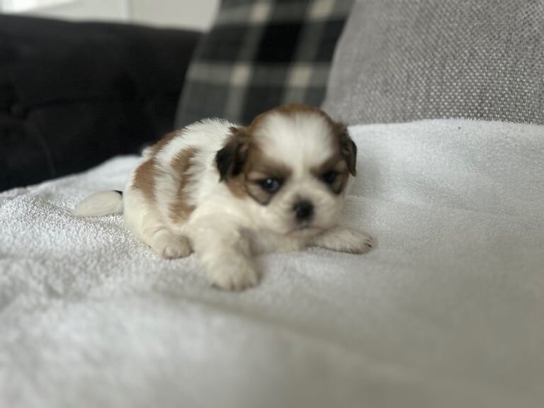 Shih Tzu puppies for sale in North Shields, Tyne and Wear – 4 weeks old - Image 3 of 3