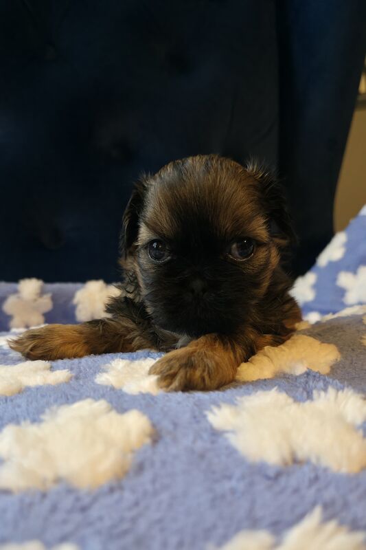 Shih Tzu puppies for sale in Chester, Cheshire – 5 weeks old