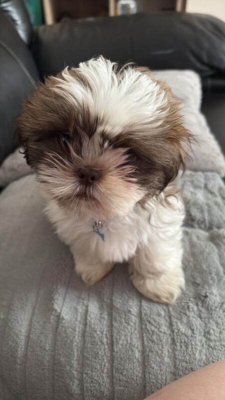 Shih Tzu puppies for sale in Ripley, Derbyshire – 10 weeks old