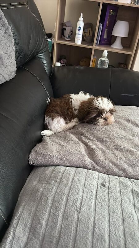 Shih Tzu puppies for sale in Ripley, Derbyshire – 10 weeks old - Image 2 of 3