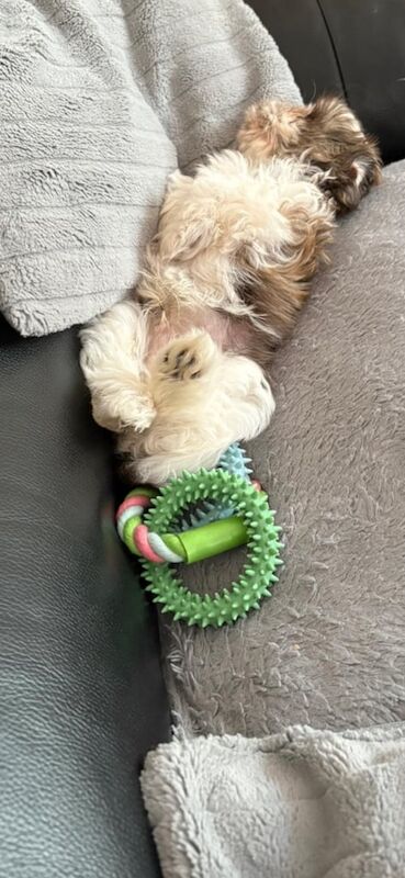 Shih Tzu puppies for sale in Ripley, Derbyshire – 10 weeks old - Image 3 of 3