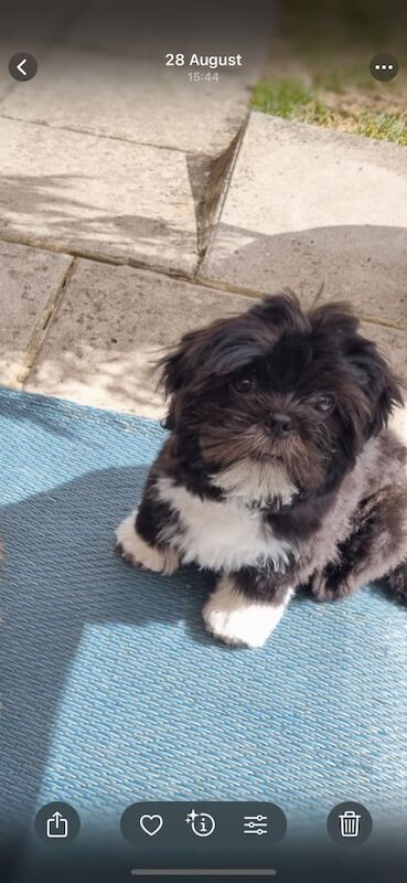 Shih Tzu puppies for sale in Shinfield, Berkshire – 5 months old