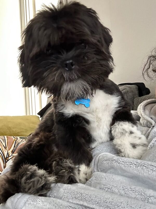 Shih Tzu puppies for sale in Shinfield, Berkshire – 5 months old - Image 2 of 5