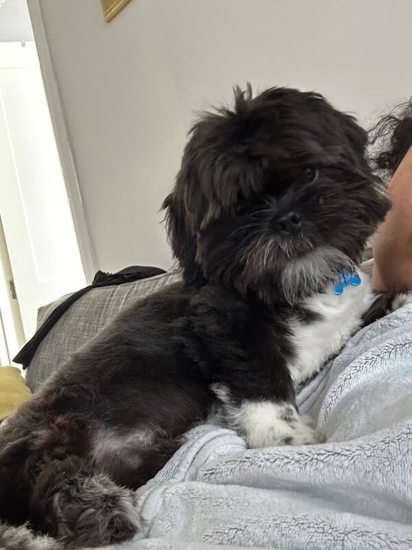 Shih Tzu puppies for sale in Shinfield, Berkshire – 5 months old - Image 3 of 5