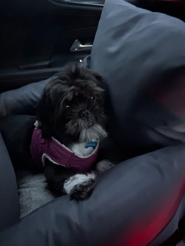 Shih Tzu puppies for sale in Shinfield, Berkshire – 5 months old - Image 4 of 5