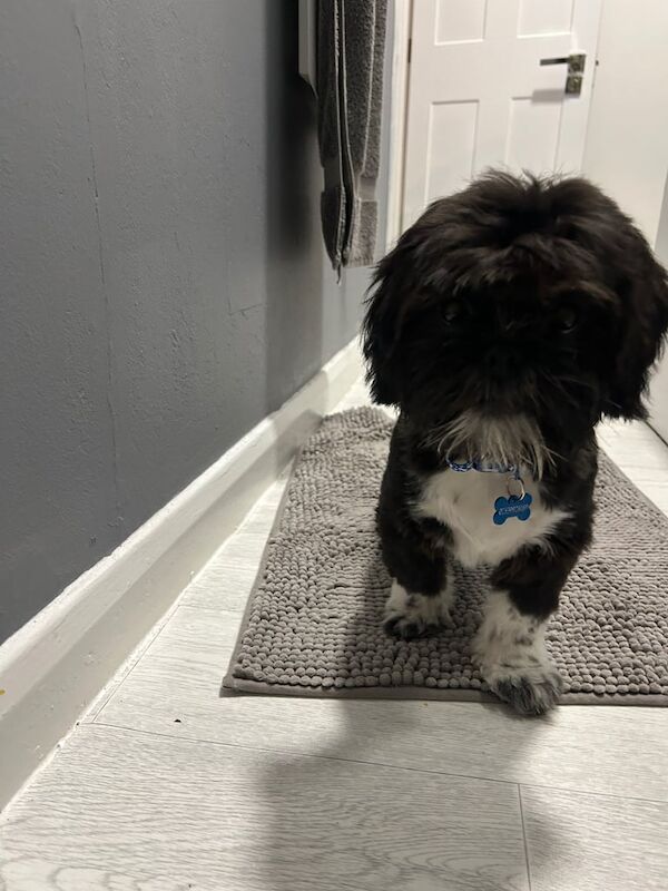 Shih Tzu puppies for sale in Shinfield, Berkshire – 5 months old - Image 5 of 5