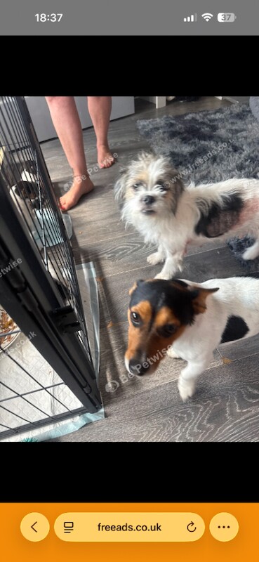 Terrier x Shih Tzu