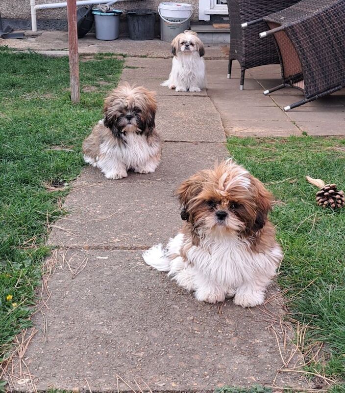 Shih Tzu Puppies For Sale