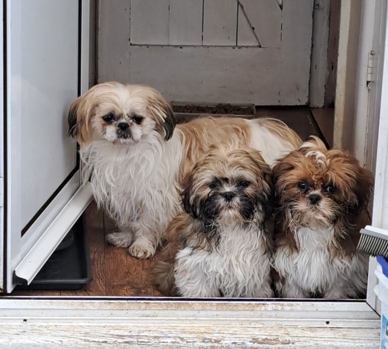 The last 2 puppies for sale - Image 2 of 2
