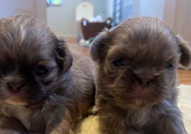 Shih Tzu puppies for sale in Burnley, Lancashire – KC registered, 1 year old - Image 2 of 3