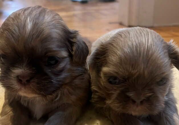 Shih Tzu puppies for sale in Burnley, Lancashire – KC registered, 1 year old - Image 3 of 3
