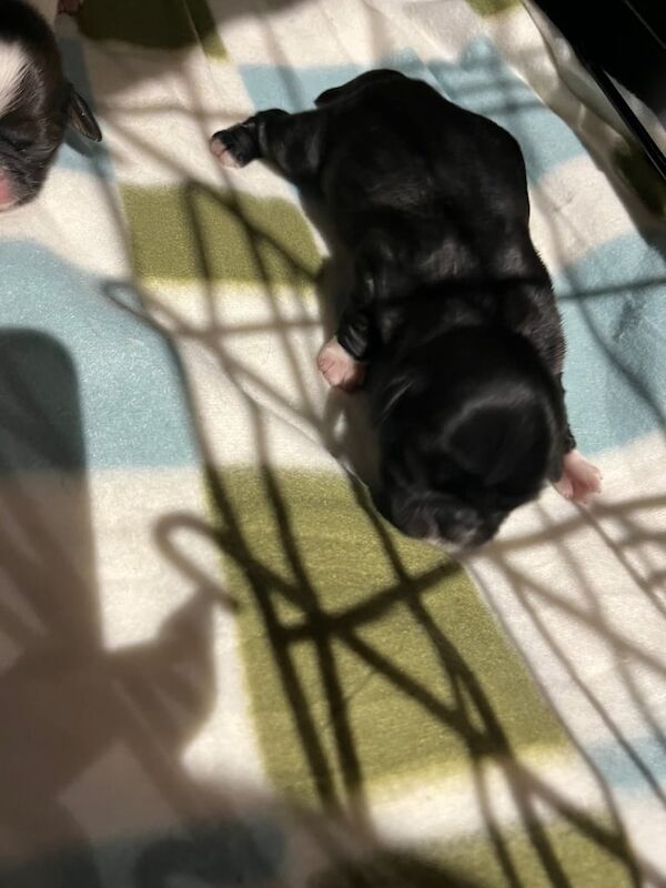 Shih Tzu puppies for sale in Droylsden, Greater Manchester – 1 week old - Image 2 of 3