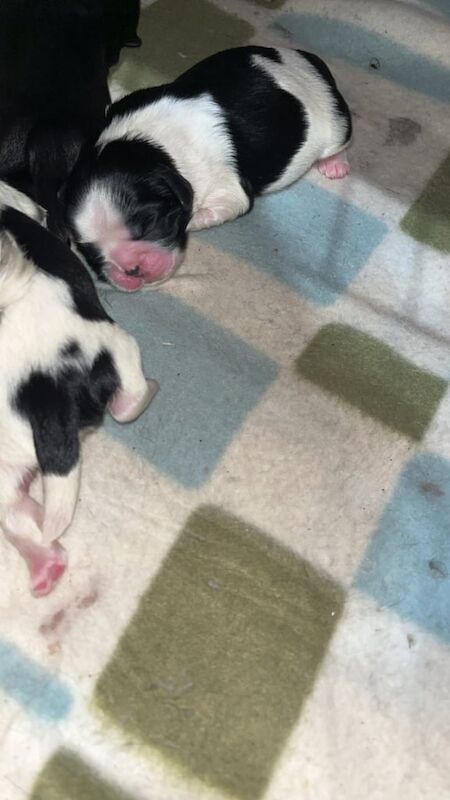 Shih Tzu puppies for sale in Droylsden, Greater Manchester – 1 week old - Image 3 of 3