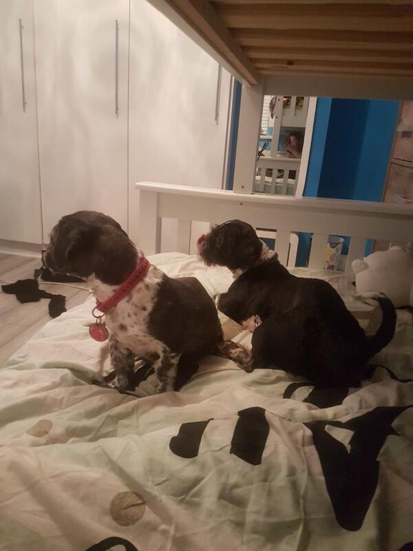 Shih Tzu puppies for sale in Londonderry, County Londonderry – 6 years old