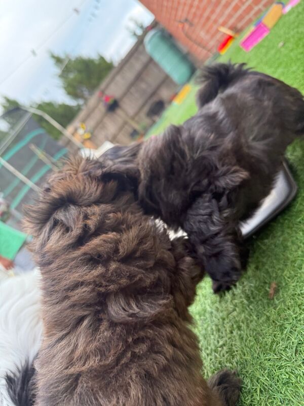 Irina Gheorghe - Shih Tzu Breeder - Image 2