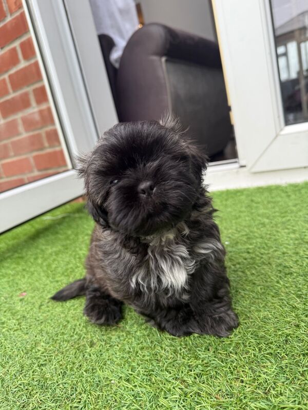 Irina Gheorghe - Shih Tzu Breeder - Image 4