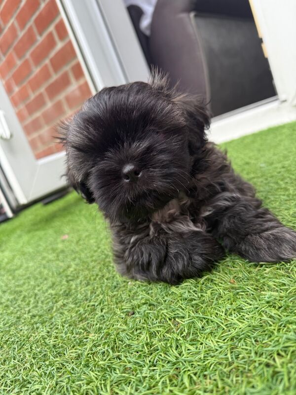 Irina Gheorghe - Shih Tzu Breeder on Shih Tzu Owners - Image 8