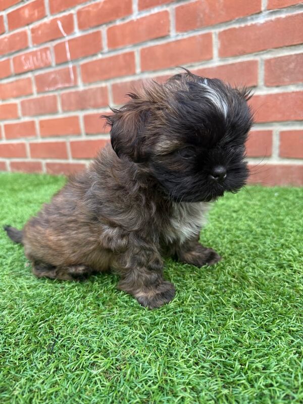 Irina Gheorghe - Shih Tzu Breeder - Image 9