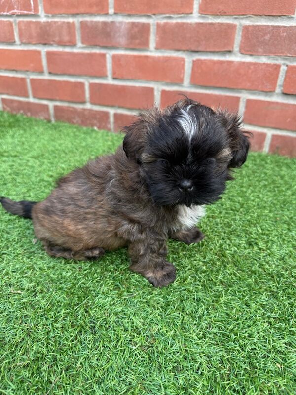Irina Gheorghe - Shih Tzu Breeder - Image 11