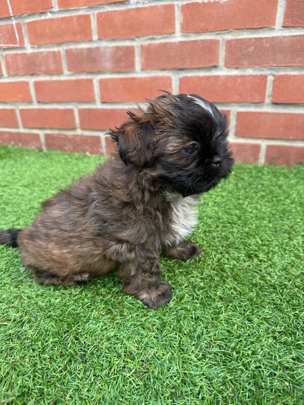 Irina Gheorghe - Shih Tzu Breeder - Image 13