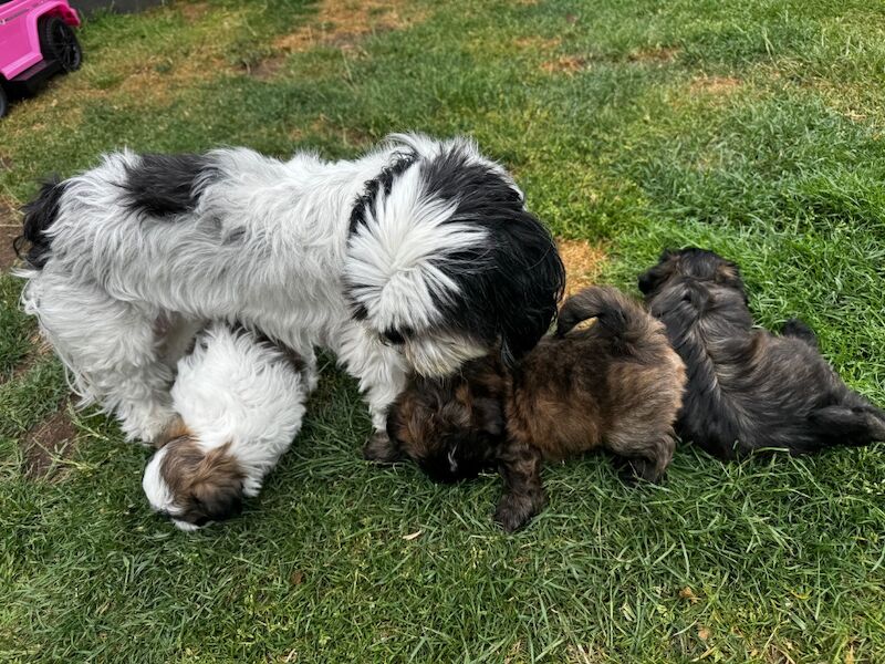 Irina Gheorghe - Shih Tzu Breeder - Image 15